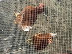 4 legkippen te koop, Meerdere dieren, Kip