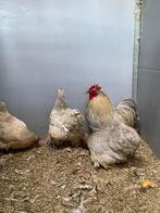 Cochin kriel hennen te koop, Dieren en Toebehoren, Pluimvee, Vrouwelijk, Kip