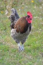 Twee jonge hanen een zwarte en blauwe en oudere haan blauw, Dieren en Toebehoren, Pluimvee, Mannelijk, Kip