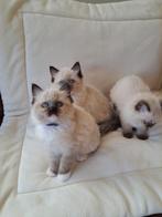 Ragdoll kittens, Meerdere dieren, 0 tot 2 jaar