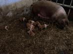 husumer biggen 20-7 geboren, Dieren en Toebehoren, Schapen, Geiten en Varkens, Meerdere dieren, Varken, 0 tot 2 jaar