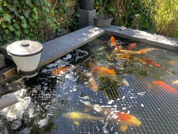 Japanse koi vijver (40+ Kois) beschikbaar voor biedingen