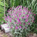 Prikneusje (zaailingen), Volle zon, Tweejarig, Zomer, Ophalen