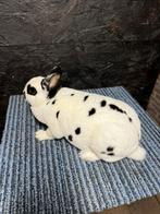 Dwerg rex voedster dalmatiër, Dieren en Toebehoren, Konijnen, Vrouwelijk, Dwerg, 0 tot 2 jaar