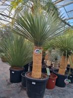 Yucca rostrata / 150-160 cm /Winterhard tot - 20 / Kwaliteit