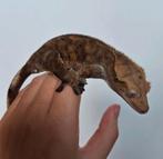 Dark phantom bewezen wimpergekko/crested gecko kweekvrouw, Dieren en Toebehoren, Reptielen en Amfibieën, Hagedis, 0 tot 2 jaar