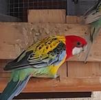 Te koop goudmantel man, Dieren en Toebehoren, Vogels | Parkieten en Papegaaien, Mannelijk, Parkiet