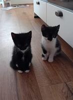mooie katertjes, Dieren en Toebehoren, Katten en Kittens | Overige Katten, Kater, Kortharig, 0 tot 2 jaar