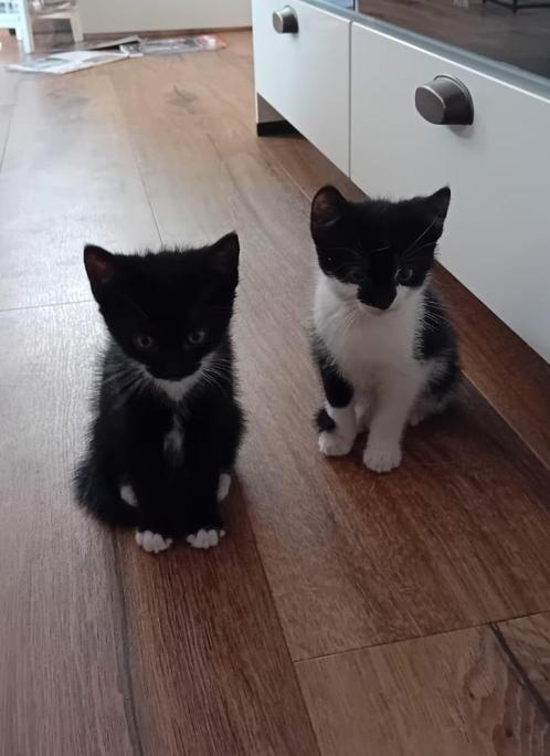 mooie katertjes, Dieren en Toebehoren, Katten en Kittens | Overige Katten, Kortharig, Kater, 0 tot 2 jaar