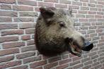 Schitterend groot opgezet wild zwijn uit Frankrijk, Verzamelen, Dierenverzamelingen, Ophalen of Verzenden, Zo goed als nieuw, Wild dier