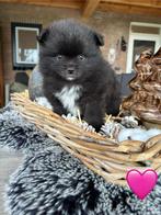 Pomeriaan pups(beide ouders aanwezig), Dieren en Toebehoren, Honden | Poolhonden, Keeshonden en Oertypen, Keeshond, CDV (hondenziekte)