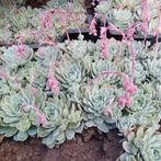 Echeveria  sedum  vetplanten  rotsplantjes, Tuin en Terras, Planten | Tuinplanten, Overige soorten, Volle zon, Eenjarig, Ophalen of Verzenden