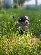 Leuke boomer pups, Overige rassen, 8 tot 15 weken, Meerdere, Meerdere dieren