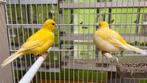 Fincy Kanaries, Dieren en Toebehoren, Vogels | Kanaries, Meerdere dieren, Kleurkanarie