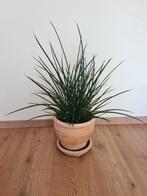 Sanseveria mikado in terracotta pot, Huis en Inrichting, Kamerplanten, Ophalen, Overige soorten, Halfschaduw, In pot