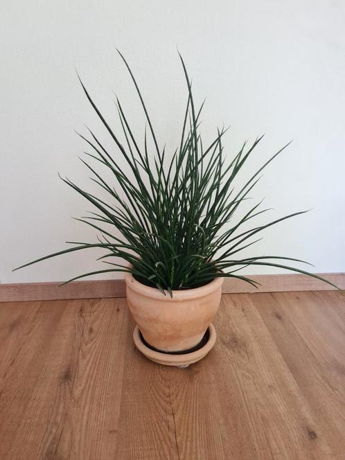 Sanseveria mikado in terracotta pot, Huis en Inrichting, Kamerplanten, Overige soorten, Minder dan 100 cm, Groene kamerplant, Halfschaduw