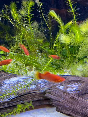 Platy’s coral red. 7 stuks. beschikbaar voor biedingen
