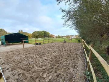 Stalling aangeboden kleine pony / shetlander beschikbaar voor biedingen