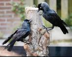 Jonge Kauwen op Houten Sokkel - Taxidermie, Ophalen of Verzenden, Nieuw, Vogel, Opgezet dier