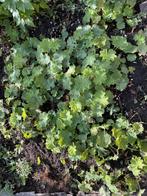 Vrouwenmantel - Alchemilla tuinplant, Bodembedekkers, Vaste plant, Ophalen of Verzenden, Halfschaduw