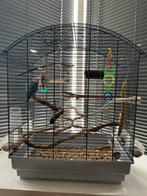 Dwergpapegaai + kooi en toebehoren - zie beschrijving, Dieren en Toebehoren, Vogels | Hokken en Kooien, Ophalen, Zo goed als nieuw