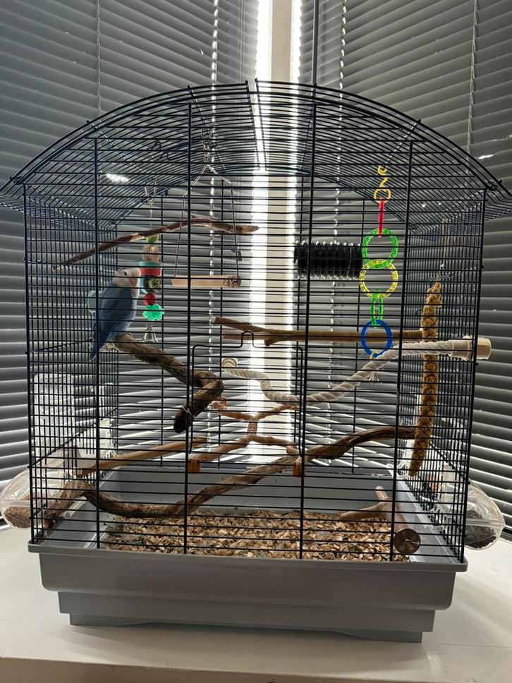 Dwergpapegaai + kooi en toebehoren - zie beschrijving, Dieren en Toebehoren, Vogels | Hokken en Kooien, Zo goed als nieuw, Vogelkooi