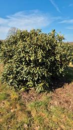 RHODODENDRONS IN ALLE MATEN, Tuin en Terras, Planten | Bomen, Ophalen of Verzenden, Volle zon, Overige soorten