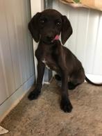 Liki verblijft in Cyprus, Dieren en Toebehoren, Honden | Retrievers, Spaniëls en Waterhonden, Particulier, Rabiës (hondsdolheid)