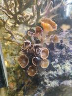 Palythoa grandis, Dieren en Toebehoren, Overige typen, Zoutwatervis