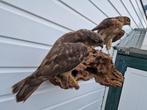 2 Mooie opgezette Sperwers op hang boomstronk + meer dieren., Ophalen of Verzenden, Zo goed als nieuw, Vogel, Opgezet dier