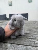 Prachtig minilop konijntje, Dieren en Toebehoren, Konijnen, Meerdere dieren, Dwerg