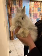 Konijntje voor een goed huisje, Dieren en Toebehoren, Mannelijk, Klein, 3 tot 5 jaar