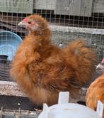 Jonge krielhaan zijdehoen x cochin (krul), Dieren en Toebehoren, Pluimvee, Mannelijk, Kip