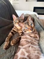 Twee ontzettend lieve Bengalen (herplaatsers), Dieren en Toebehoren, Meerdere dieren, Gechipt, 0 tot 2 jaar