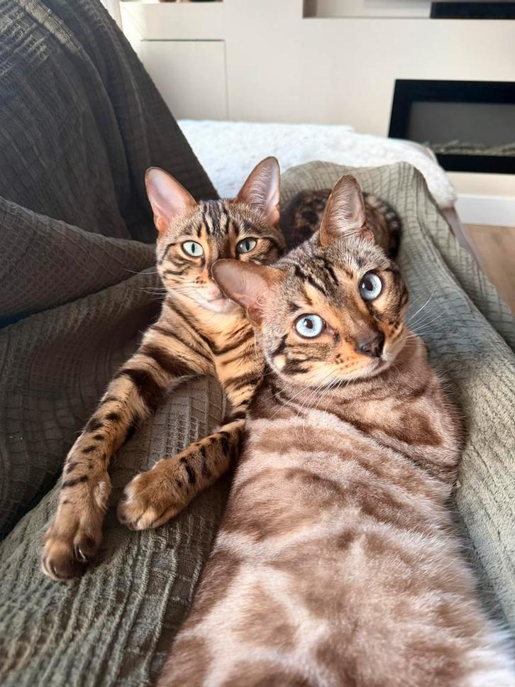 Twee ontzettend lieve Bengalen (herplaatsers), Dieren en Toebehoren, Katten en Kittens | Raskatten | Korthaar, Meerdere dieren