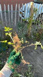 Frambozen stekjes, Tuin en Terras, Planten | Bomen, Ophalen of Verzenden, Volle zon, Overige soorten
