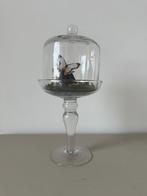 Cyrestis Thyodamas vlinder, Antiek en Kunst, Ophalen