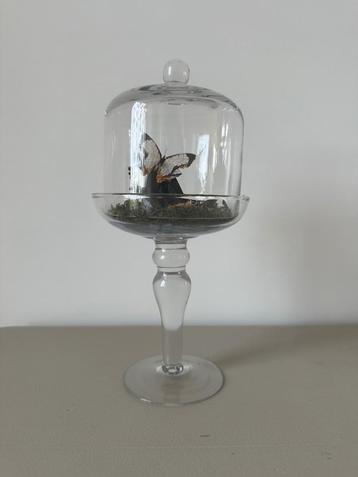 Cyrestis Thyodamas vlinder beschikbaar voor biedingen