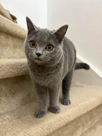 Britse korthaar kitten 5 maanden oud, Dieren en Toebehoren, Kater, Ingeënt