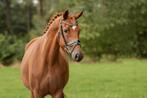 9 jarige merrie te koop, Dieren en Toebehoren, Paarden, Merrie, B, Gechipt, Dressuurpaard