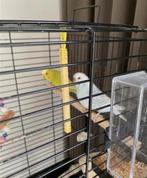 Parkiet, Mannelijk, Parkiet, Tam