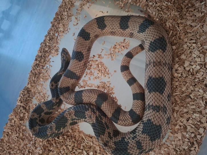 Koppel pituophis melanoleucus melanoleucus koop of ruil, Dieren en Toebehoren, Reptielen en Amfibieën, Slang, 0 tot 2 jaar