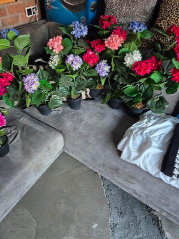Hortensia  beschikbaar voor biedingen