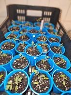 tomaten planten Green Zebra, Koralik, Golden Queen, Tuin en Terras, Zomer, Ophalen of Verzenden, Groenteplanten, Eenjarig