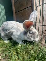 Duitse reus ram, Dieren en Toebehoren, Konijnen, Mannelijk, Groot