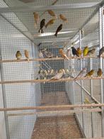 Ruime keuze kanaries, alleen deze week., Dieren en Toebehoren, Vogels | Kanaries, Meerdere dieren, Kleurkanarie