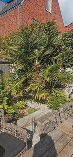 Palmboom prachtig uniek super mooie 2,5 hoog, Tuin en Terras, Planten | Bomen, Volle zon, Ophalen of Verzenden, 100 tot 250 cm