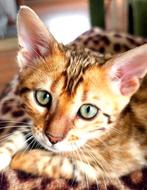 ☆Top ras☆ Bengaalse kittens met stamboom, Dieren en Toebehoren, Katten en Kittens | Raskatten | Korthaar, Meerdere dieren, Met stamboom
