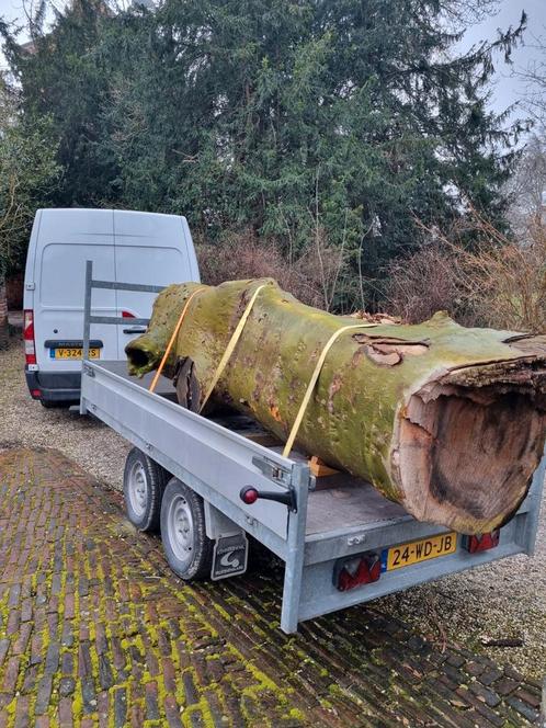 Bomen gezocht., Tuin en Terras, Planten | Bomen, Ophalen of Verzenden