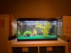 Aquarium 60 liter, Ophalen, Zo goed als nieuw, Gevuld zoetwateraquarium